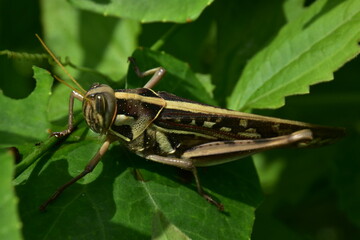 A grasshopper rests on a vibrant green leaf, captured in a detailed close-up.