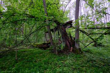 Late springtime deciduous forest with fresh green rich trees around