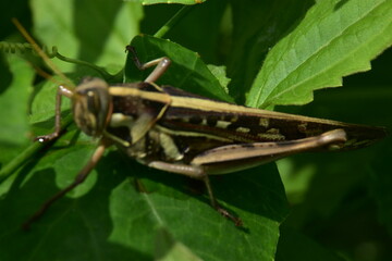 A grasshopper rests on a vibrant green leaf, captured in a detailed close-up.