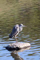 Graceful Heron Standing Calmly in a Reflective Lake