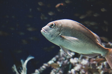 Close-Up of a Silver Snapper Fish Swimming in a Blue Aquarium
