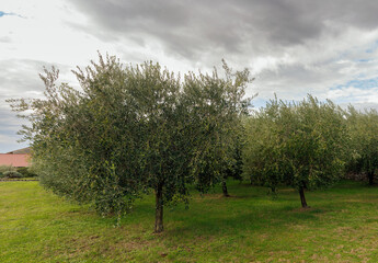 Olive grove,Cerje, Slovenia Europe
