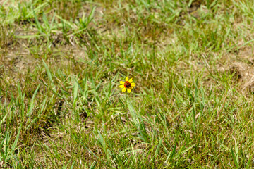 一輪だけ咲く黄色い花と夏の草地