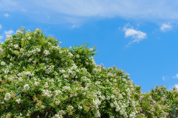 満開の白い百日紅と青空のコントラスト