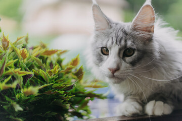 Playful Maince Coon kitten with soft grej and white fur, photographed in a bright home environment. Ideal for pet, feline breeds, or home lifestyle imagery.