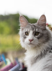 Playful Maince Coon kitten with soft grej and white fur, photographed in a bright home environment. Ideal for pet, feline breeds, or home lifestyle imagery.