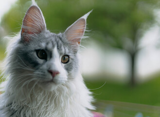 Playful Maince Coon kitten with soft grej and white fur, photographed in a bright home environment. Ideal for pet, feline breeds, or home lifestyle imagery.