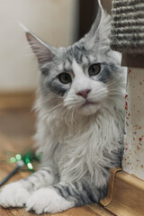 Playful Maince Coon kitten with soft grej and white fur, photographed in a bright home environment. Ideal for pet, feline breeds, or home lifestyle imagery.