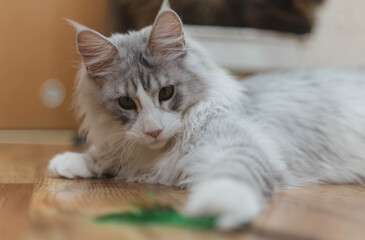 Playful Maince Coon kitten with soft grej and white fur, photographed in a bright home environment. Ideal for pet, feline breeds, or home lifestyle imagery.
