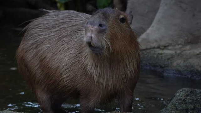 The capybara (Hydrochoerus hydrochaeris)