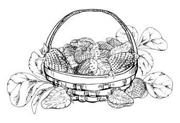 Strawberry in weaved basket with foliage leaves, ripe picked garden berry harvest heap, pineberry strasberry. Isolated illustration hand drawn in vector ink. Dessert cafe menu, farmers market grocery