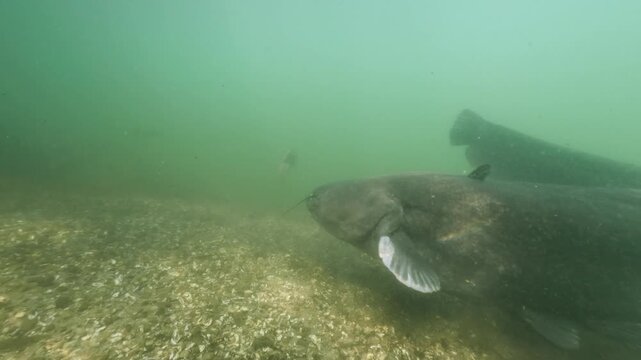 Underwater footage of a giant catfish (Silurus glanis) guarding its eggs. The massive fish protects its nest among roots and rocks in a freshwater habitat. Rare footage of catfish breeding behavior.