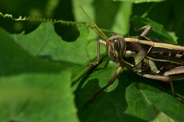 Detailed macro of a striped grasshopper on a lush green leaf. An intimate look at an insect in its natural garden habitat.
