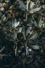 Mangrove tree and seed