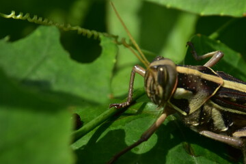 Detailed macro of a striped grasshopper on a lush green leaf. An intimate look at an insect in its natural garden habitat.