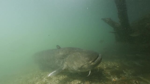 Underwater footage of a giant catfish (Silurus glanis) guarding its eggs. The massive fish protects its nest among roots and rocks in a freshwater habitat. Rare footage of catfish breeding behavior.