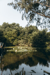 reflection of trees in the water