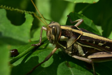 Detailed macro of a striped grasshopper on a lush green leaf. An intimate look at an insect in its natural garden habitat.