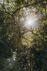 sun shining through trees