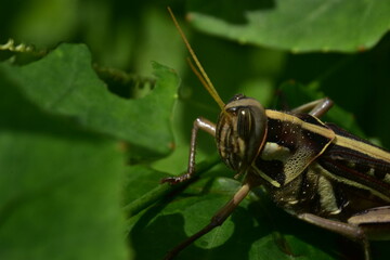 A detailed close-up of a grasshopper on a green leaf.