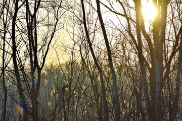 Sunset behind of bare trees in the forest with sunbeams