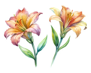 watercolor Daylily Branch vector illustration isolated on white background