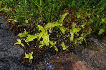 Carnivorous plants in the Cantabrian mountain range, Pinguicula grnadiflora and Drosera intermedia, Spain, Europe