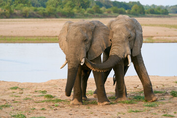 Obraz premium Group of large male African Elephant (Loxodonta africana) having just crossed the Luangwa River in to South Luangwa National Park, Zambia 