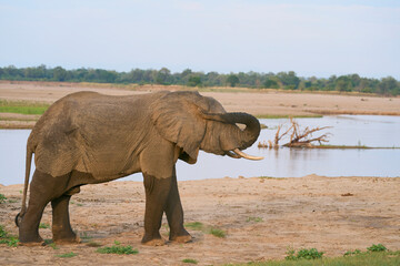 Obraz premium Group of large male African Elephant (Loxodonta africana) having just crossed the Luangwa River in to South Luangwa National Park, Zambia 
