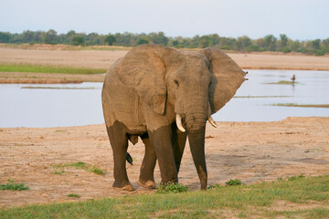 Fototapeta premium Group of large male African Elephant (Loxodonta africana) having just crossed the Luangwa River in to South Luangwa National Park, Zambia 
