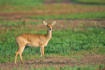 Female Puku (Kobus vardoni) grazing on grassland in South Luangwa National Park, Zambia