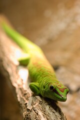 Phelsuma