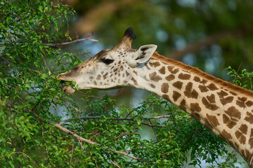 Thornicroft giraffe (Giraffa camelopardalis thornicrofti) browsing in South Luangwa National Park, Zambia