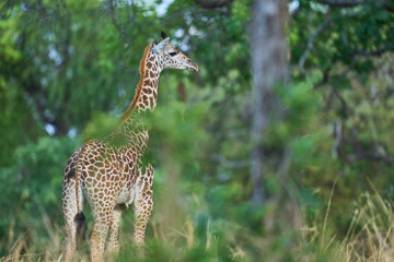 Thornicroft giraffe (Giraffa camelopardalis thornicrofti) browsing in South Luangwa National Park, Zambia