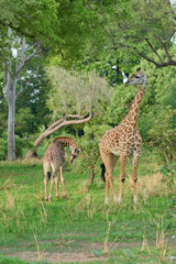 Thornicroft giraffe (Giraffa camelopardalis thornicrofti) browsing in South Luangwa National Park, Zambia