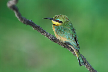 Little Bee-eater (Merops pusillus) perched on a branch in South Luangwa National Park, Zambia