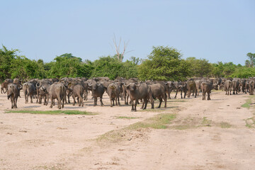 Large herd of African Buffalo (Syncerus caffer) in South Luangwa National Park, Zambia