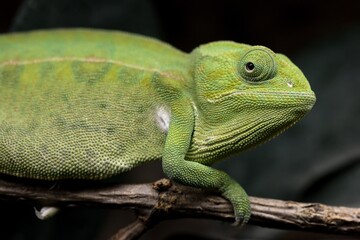 Fototapeta premium Chameleon
