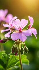 Soft light illuminates delicate pink flowers and budding blossoms