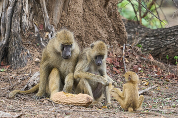 Yellow Baboon (Papio cynocephalus) feeding on the fruit of a sausage tree in South Luangwa National Park, Zambia
