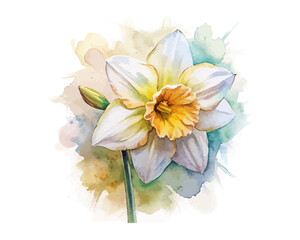 watercolor Daffodil Branch vector illustration isolated on white background