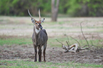 Waterbuck (Kobus ellipsiprymnus) in South Luangwa National Park, Zambia