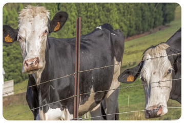 Vaches laiti&egrave;res