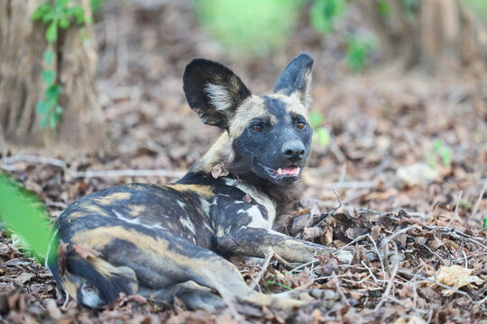 African Wild Dog (Lycaon pictus) about to set off hunting for prey in South Luangwa National Park, Zambia