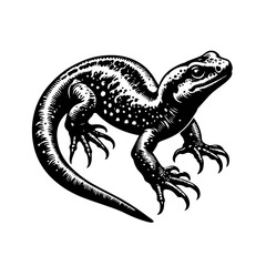 Detailed Black and White Illustration of a Lizard.