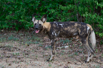 African Wild Dog (Lycaon pictus) about to set off hunting for prey in South Luangwa National Park, Zambia