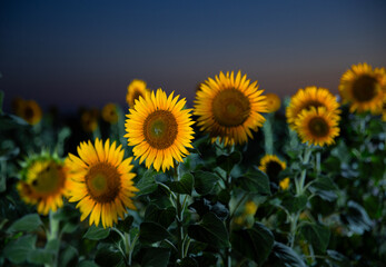 Obraz premium field of sunflowers