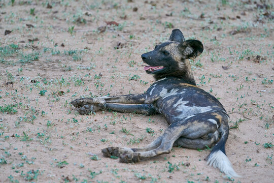 African Wild Dog (Lycaon pictus) about to set off hunting for prey in South Luangwa National Park, Zambia