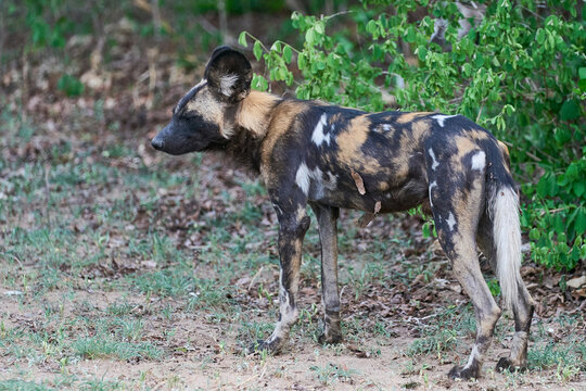 African Wild Dog (Lycaon pictus) about to set off hunting for prey in South Luangwa National Park, Zambia