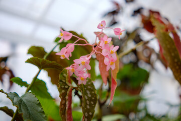 木立性ベゴニアのピンクの花と特徴的な斑点の葉